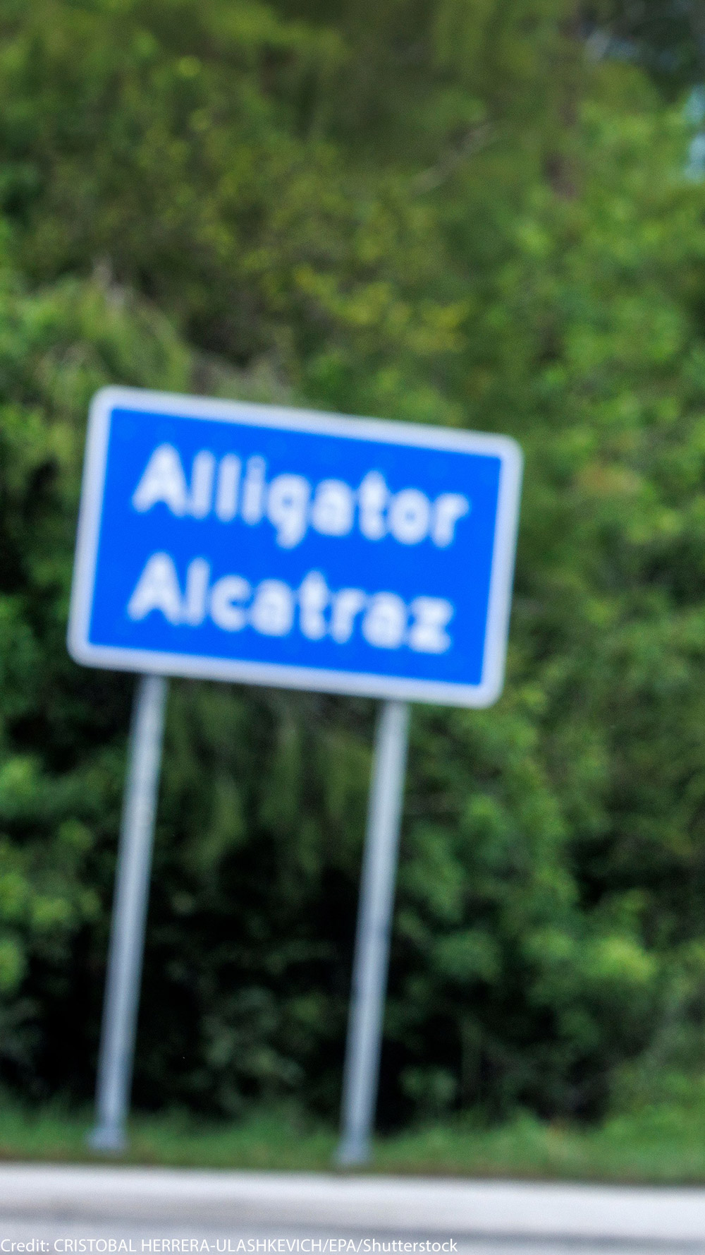 A road sign that says Alligator Alcatraz and an individual in front of it holding a sign that says "Cruel and Unusual."